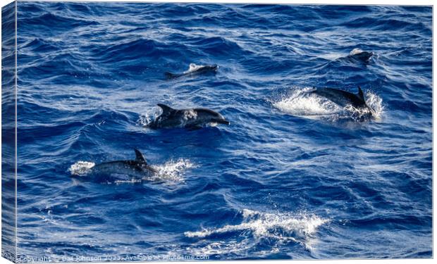 Spotted Dolphins leaping out of the ocean in front of the ship Canvas Print by Gail Johnson