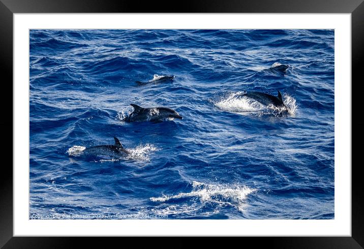 Spotted Dolphins leaping out of the ocean in front of the ship Framed Mounted Print by Gail Johnson