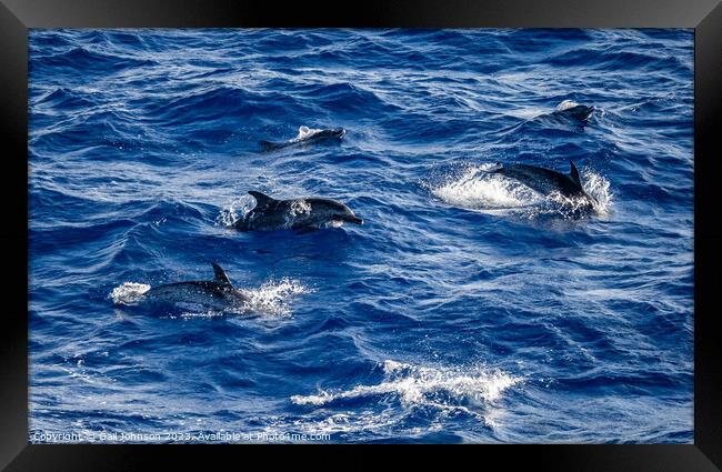 Spotted Dolphins leaping out of the ocean in front of the ship Framed Print by Gail Johnson