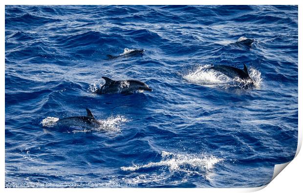 Spotted Dolphins leaping out of the ocean in front of the ship Print by Gail Johnson