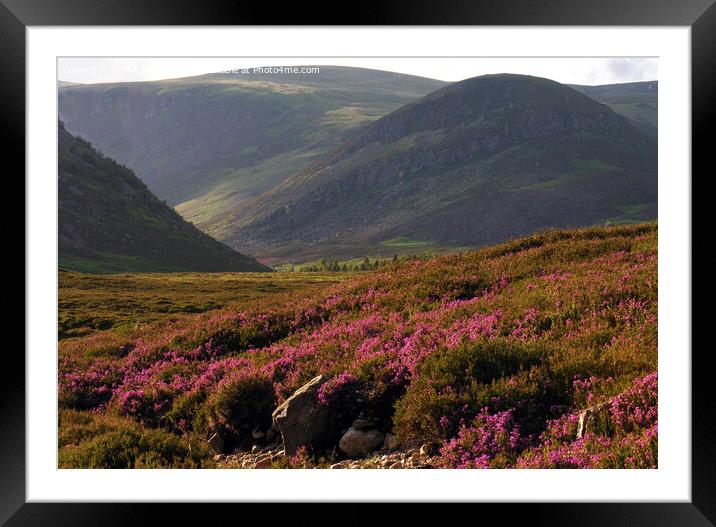 Bell Heather blooming in Glen Clova Framed Mounted Print by Phil Banks