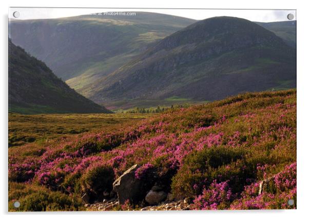 Bell Heather blooming in Glen Clova Acrylic by Phil Banks