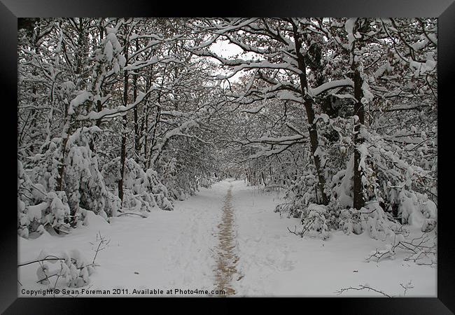 Snowy Walk in the Woods Framed Print by Sean Foreman