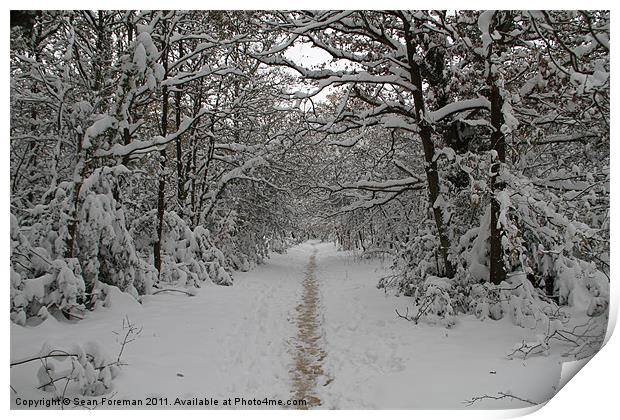 Snowy Walk in the Woods Print by Sean Foreman