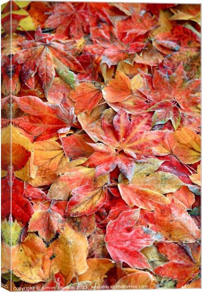 Plant leaves Canvas Print by Simon Johnson
