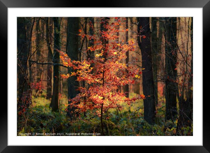 Sunlit autumnal tree Framed Mounted Print by Simon Johnson