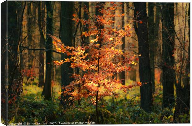 Sunlit autumnal tree Canvas Print by Simon Johnson