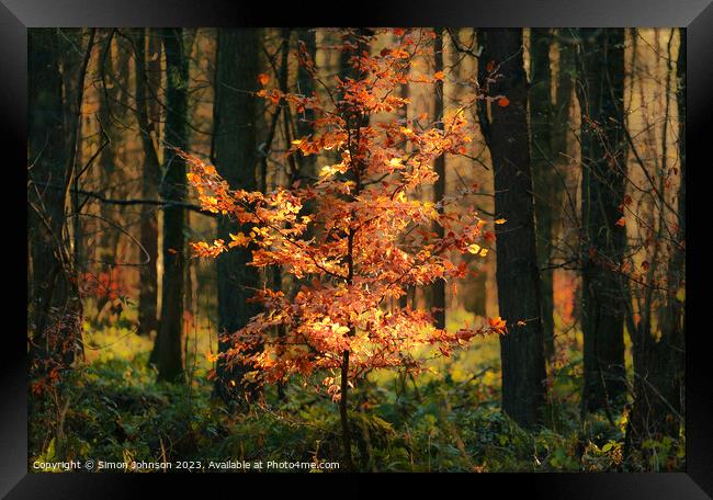 Sunlit autumnal tree Framed Print by Simon Johnson