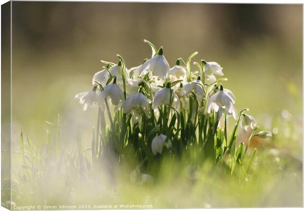 Low angle view of Snowdrops Canvas Print by Simon Johnson
