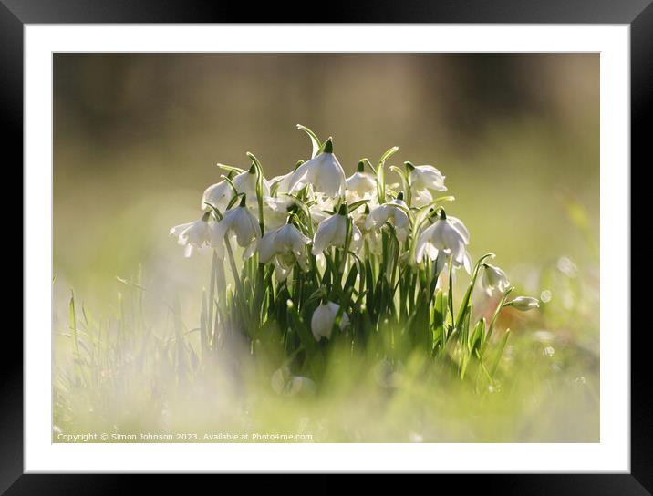 Low angle view of Snowdrops Framed Mounted Print by Simon Johnson