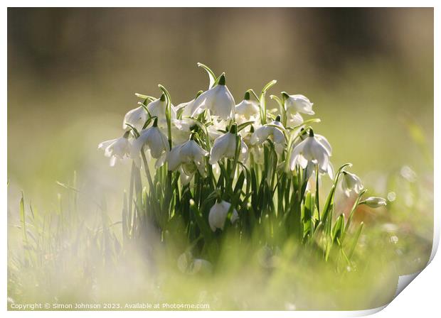Low angle view of Snowdrops Print by Simon Johnson