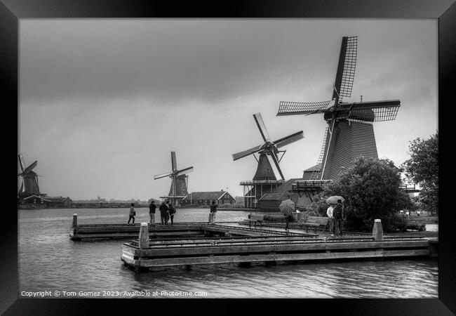 Windmills on the River Zaan B&W Framed Print by Tom Gomez