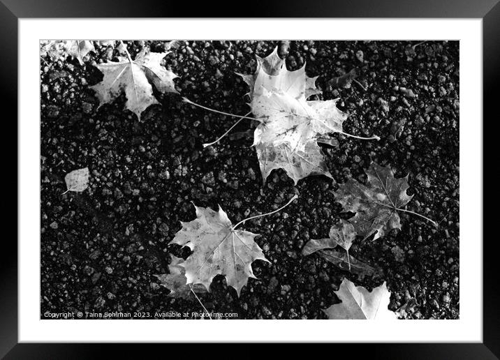 Fallen Maple Leaves in Black and White Framed Mounted Print by Taina Sohlman