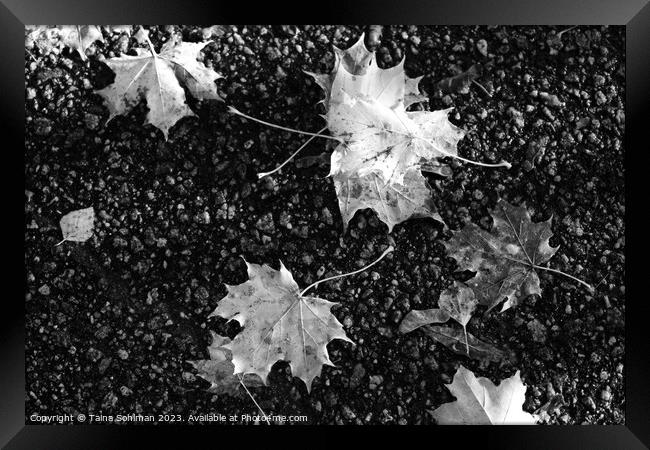 Fallen Maple Leaves in Black and White Framed Print by Taina Sohlman