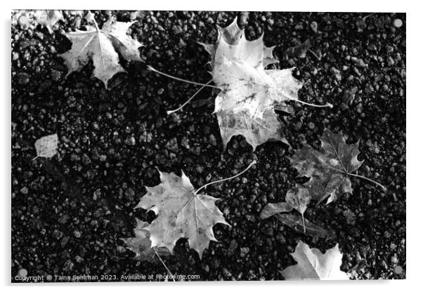 Fallen Maple Leaves in Black and White Acrylic by Taina Sohlman