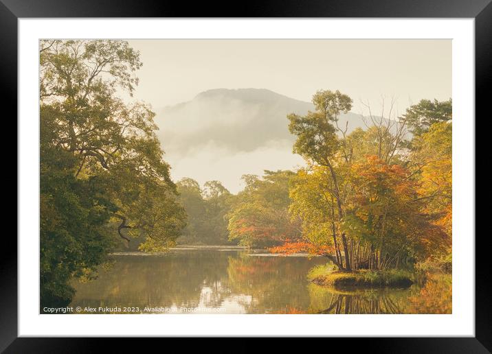 Plant tree Framed Mounted Print by Alex Fukuda