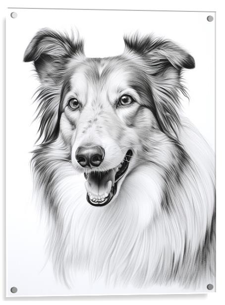 Collie Pencil Drawing Acrylic by K9 Art