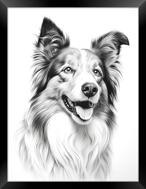 Collie Pencil Drawing Framed Print by K9 Art