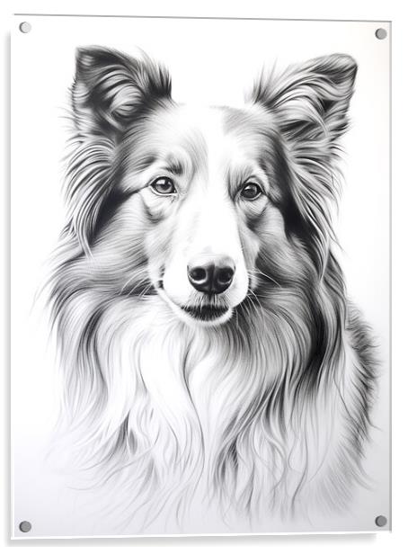 Collie Pencil Drawing Acrylic by K9 Art