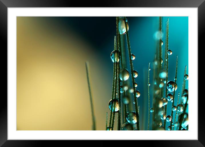 Grass Seed with Blue Framed Mounted Print by Sharon Johnstone