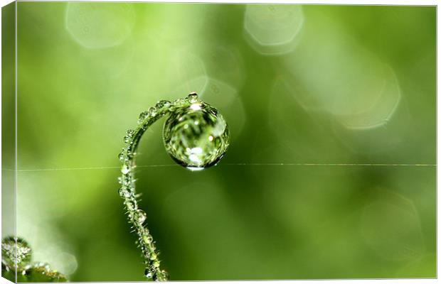 Early Morning Dew Canvas Print by Sharon Johnstone