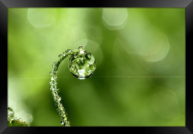 Early Morning Dew Framed Print by Sharon Johnstone