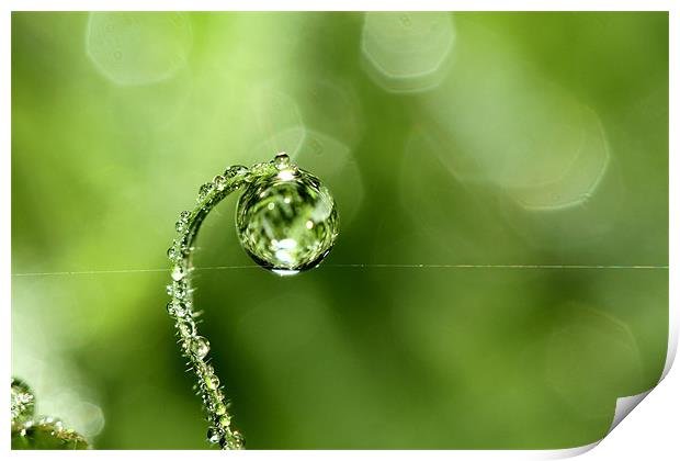 Early Morning Dew Print by Sharon Johnstone