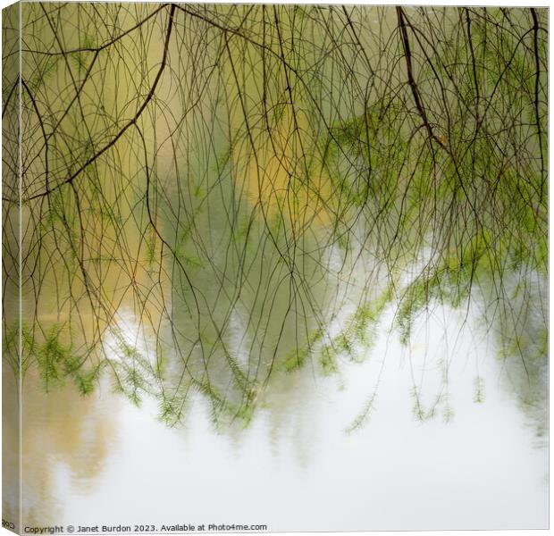 Autumn Veil Canvas Print by Janet Burdon