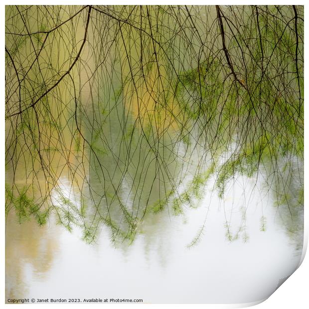 Autumn Veil Print by Janet Burdon