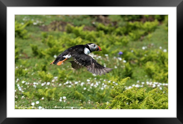Puffin in flight at Skomer Island Framed Mounted Print by Glyn Evans
