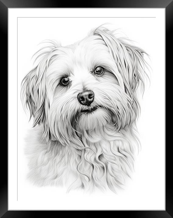 Coton De Tulear Pencil Drawing Framed Mounted Print by K9 Art