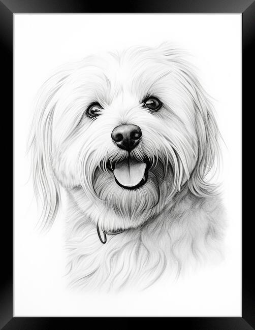 Coton De Tulear Pencil Drawing Framed Print by K9 Art