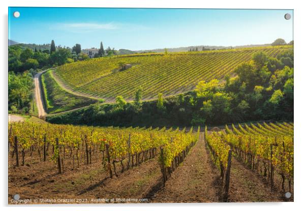 Montalcino vineyards in autumn. Tuscany region, Italy Acrylic by Stefano Orazzini