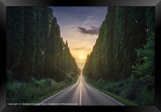 The cypress avenue of Bolgheri and the sun in the middle Framed Print by Stefano Orazzini