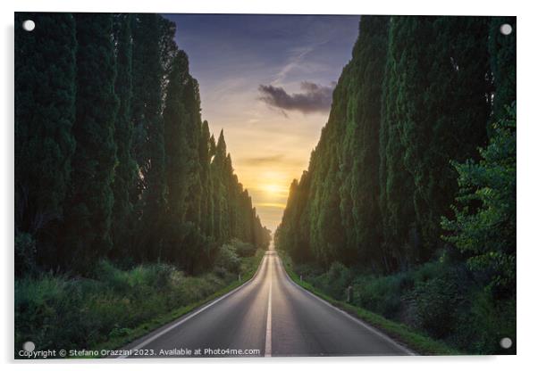 The cypress avenue of Bolgheri and the sun in the middle Acrylic by Stefano Orazzini