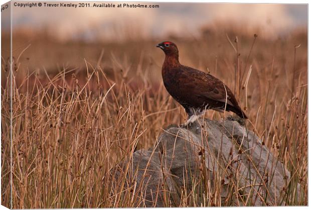 Red Grouse on the Moors Canvas Print by Trevor Kersley RIP