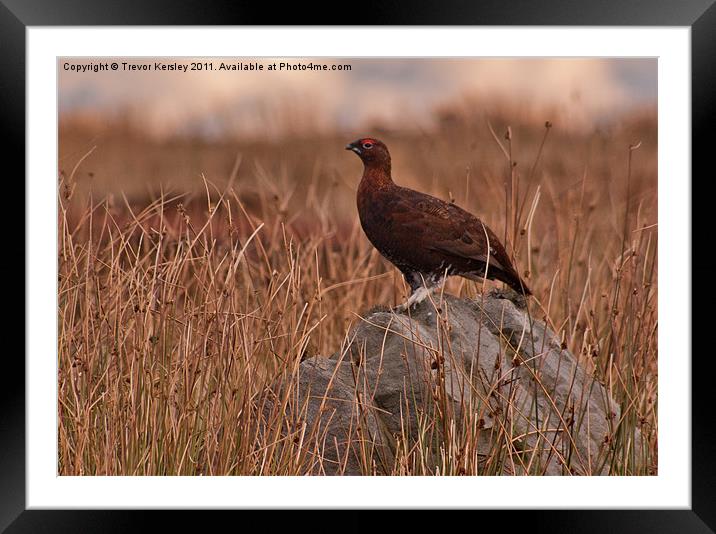 Red Grouse on the Moors Framed Mounted Print by Trevor Kersley RIP