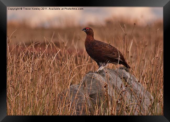 Red Grouse on the Moors Framed Print by Trevor Kersley RIP