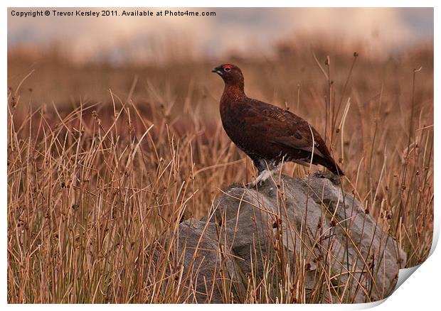 Red Grouse on the Moors Print by Trevor Kersley RIP