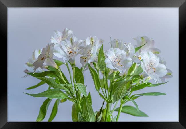 White Alstroemeria. Framed Print by Bill Allsopp