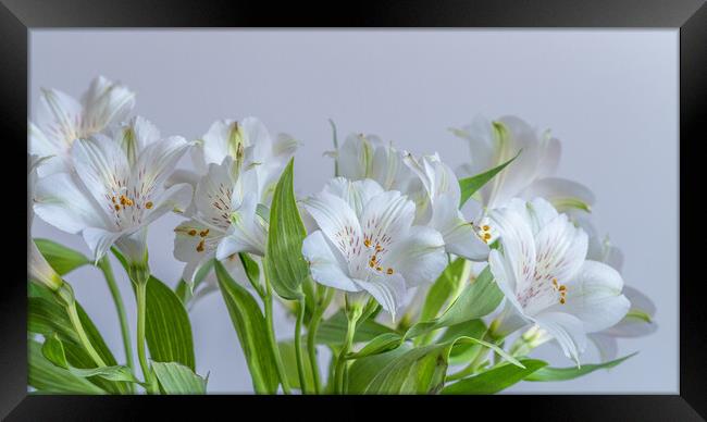Peruvian Lily Flowers Framed Print by Bill Allsopp