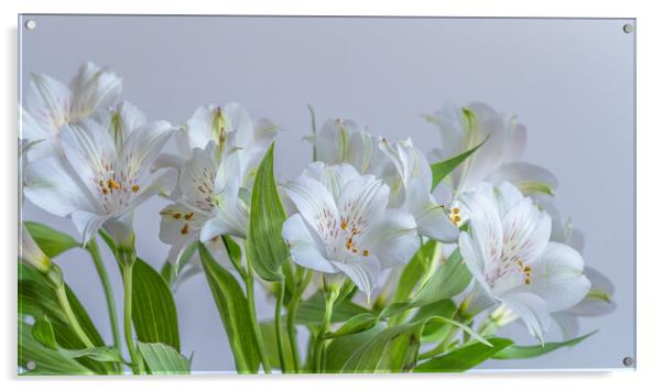 Peruvian Lily Flowers Acrylic by Bill Allsopp