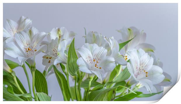 Peruvian Lily Flowers Print by Bill Allsopp