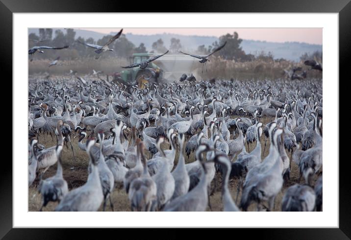 Wintering populations of Cranes in Israel Framed Mounted Print by Olga Peddi