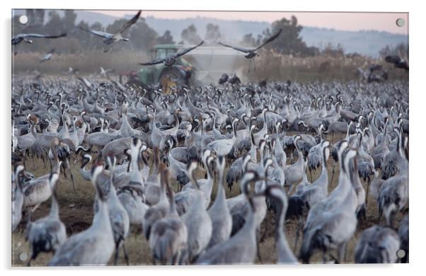 Wintering populations of Cranes in Israel Acrylic by Olga Peddi