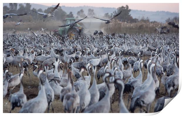 Wintering populations of Cranes in Israel Print by Olga Peddi