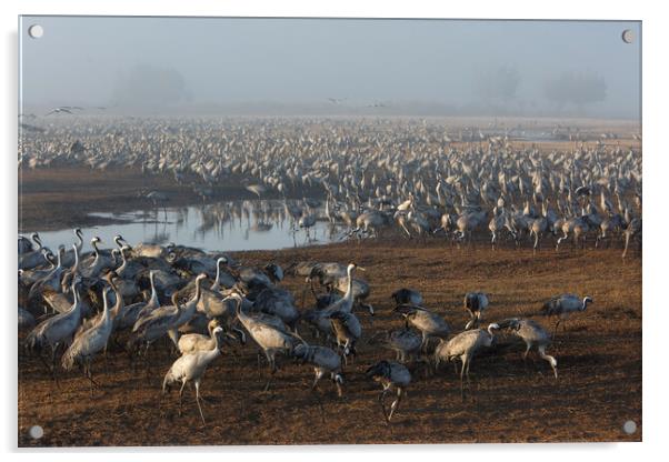 Feeding of the cranes at sunrise in the national P Acrylic by Olga Peddi