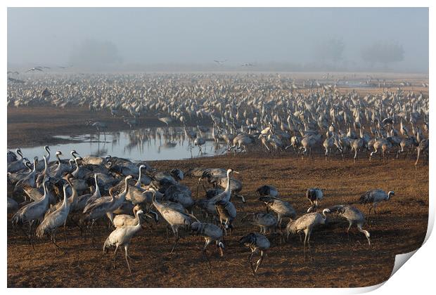 Feeding of the cranes at sunrise in the national P Print by Olga Peddi