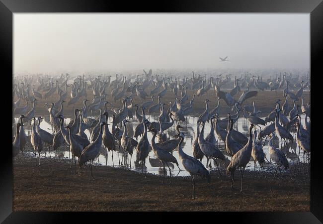 Feeding of the cranes at sunrise in the national P Framed Print by Olga Peddi