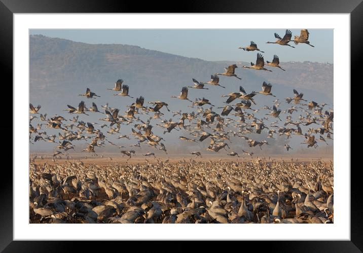 Feeding of the cranes at sunrise in the national P Framed Mounted Print by Olga Peddi